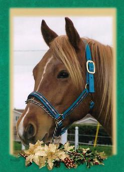 Kool Tivito Pep - Stallion On Black River farm